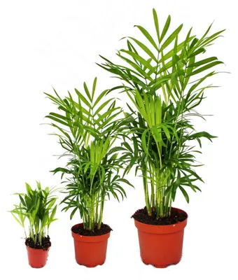 Image de Trio de plantes d'intérieur « Père - Mère - Enfant » - lot de 3 Chamaedorea de 3 tailles différentes - palmier des montagnes