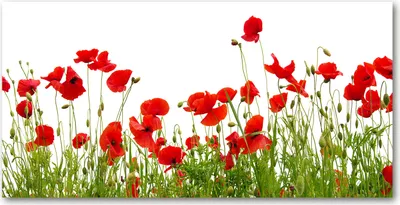 Produktbild von Tulup Glas-Bild -140x70- Wandkunst Dekorative Wand für Küche & Wohnzimmer - Blumen & Pflanzen - Mohnblumen - Rot