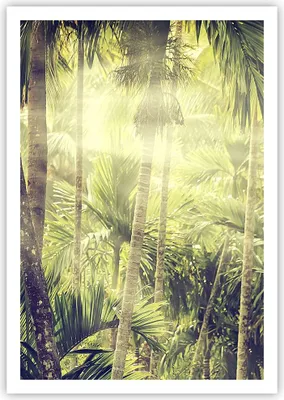 Produktbild von Poster - Poster ohne Rahmen - Morgendämmerung Dschungel Palmen - 70x100 cm - Wand Bild - Wanddeko - Wandbilder - Kunstposter - Wandposter - Bilder - Kunstdruck - Wanddekoration - P2XPA70x100-4450