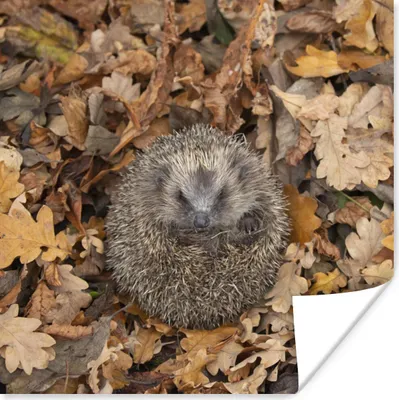 Produktbild von MuchoWow® Poster Igel - Herbst - Laub 75x75 cm - Wand Dekoration