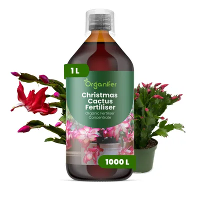 Produktbild von Weihnachtskaktus Flüssigdünger 1L – 2-1-8 NPK – Flüssigdünger Für Sukkulenten – Für Üppige Winterblüte & Gesunde Pflanzen – Organifer