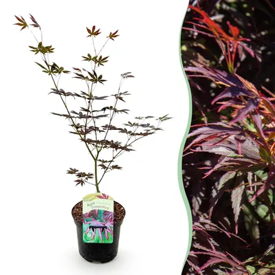 Image de Green boutiQ - Terrasplant - Japanse Esdoorn - Acer palmatum Trompenburg -Donker Paars - 1 Plant - Bladverliezend - Pot 19cm Hoogte 70cm