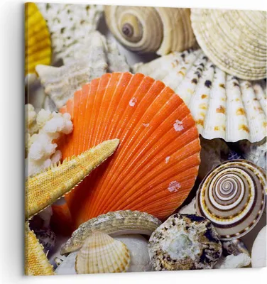 Produktbild von Bild auf Leinwand - Leinwandbild - Seashell Meer Strand Sand - 50x50cm - Wand Bild - Wanddeko - Leinwanddruck - Bilder - Kunstdruck - Wanddekoration - Leinwand bilder - Wandkunst - AC50x50-0456