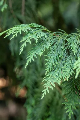 Produktbild von Gelbe Nutka-Scheinzypresse Aurea 60-80 cm, im Topf - Chamaecyparis nootkatensis