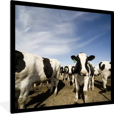 Produktbild von MuchoWow® Gerahmtes Poster Kuh - Sand - Tiere 40x40 cm - Poster mit Schwarzem Bilderrahmen Wandposter Rahmen Foto Bilder - Mit Rahmen - Wanddekoration Schlafzimmer