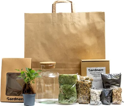Obrázek produktu pro Gardners Skleněná dóza HELENIUM OSÁZEJ SI SÁM Ficus microcarpa Ginseng, S v dárkovém balení