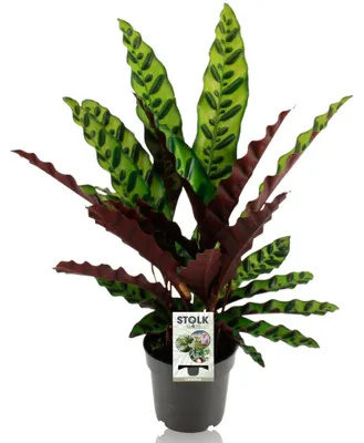 Zdjęcie produktu dla Calathea Lancifolia Insignis - 35-45cm - Ø14cm - Roślina doniczkowa - Zimozielony