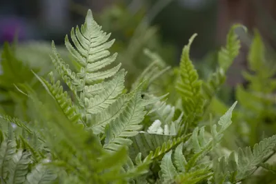 Produktbild von Dryopteris erythrosora, Herbstfarn, bronzefarben, ca. 9x9 cm Topf