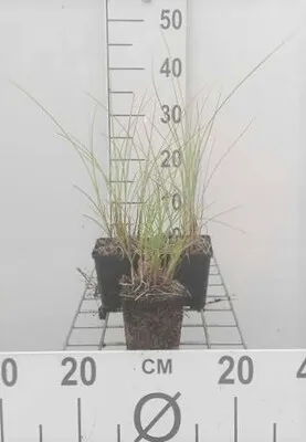 Produktbild von 6 x Miscanthus sin. 'Kleine Fontäne' - Chinaschilf - Topf 9 x 9 cm