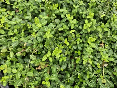 Obrázek produktu pro Vřeteno drobnolisté - Euonymus fortunei 'Minimus' - ↕10-25 cm - Ø9 cm - 12 rostlin - Půdopokryvné rostliny - Kompaktní a mrazuvzdorné - Odolné vůči stínu - Snadná péče