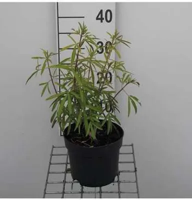 Immagine prodotto di Choisya hybr. 'Aztec Pearl' - Orangenblume 25- 30 cm in contenitore