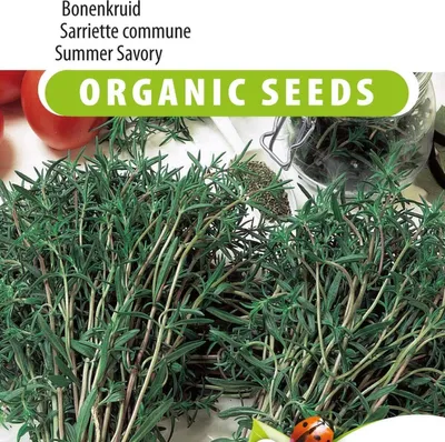 Produktbild von Samen des Sommerbohnenkrauts – hochwertige aromatische Kräutersamen zum Kochen und Gärtnern – reich an Vitaminen und Antioxidantien