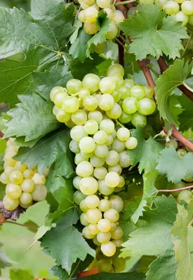 Produktbild von Vitis vinifera, Weinrebe, gelb, 40–60 cm