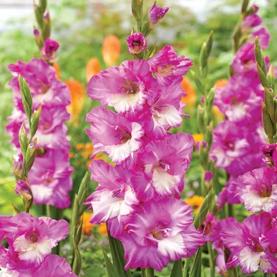 Produktbild von Gladiole Blumenzwiebeln Schwertblume Sommerblühende Siegwurze Cera Corfinio 5 St