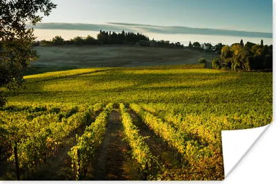 Produktbild von MuchoWow® Poster Toskana - Landschaft - Wein 90x60 cm - Schlafzimmer