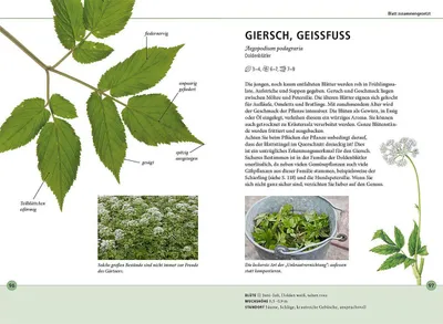 Obrázok produktu pre Wildkräuter am Blatt erkennen