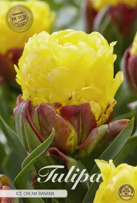 Artikelbild 2 von 'Tulpe Ice Cream Banana (3 Stück)' aus der Kategorie Tulpenzwiebeln