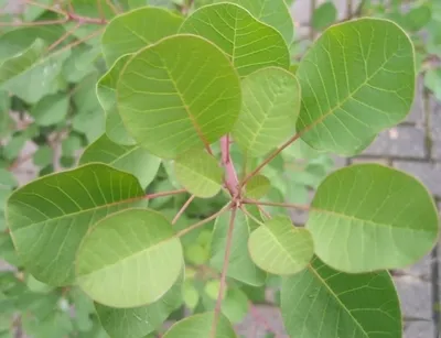 Produktbild von Perückenstrauch - Cotinus coggygria Pink Champagne (60-80)