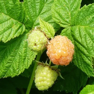 Produktbild von Rubus idaeus 'Fallgold' Gelbe Himbeere, Himbeerstrauch, 2 Liter Topf