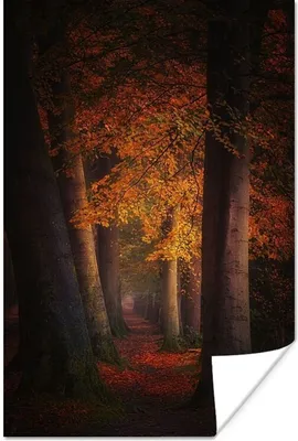 Produktbild von MuchoWow® Poster Wald - Weg - Herbst - Rot 20x30 cm - Papierdruck