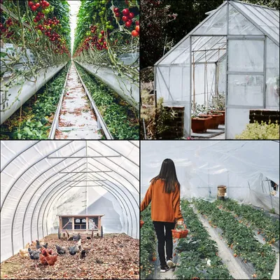 A collage of four images showing different types of greenhouses and farming activities.