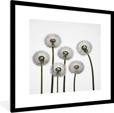Produktbild von MuchoWow® Gerahmtes Poster Löwenzahn - Illustration - Saatgut 40x40 cm - Poster mit Schwarzem Bilderrahmen Wandposter Rahmen Foto Bilder - Poster - Plakat im Rahmen