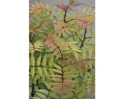 Produktbild von Federspiere FloraSelf Sorbaria sorbifolia 'Sem' H 50-60 cm Co 10 L