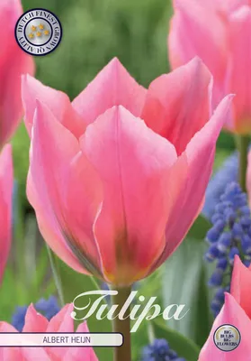 Artikelbild 2 von 'Tulpe Albert Heijn (7 Stück)' aus der Kategorie Tulpenzwiebeln
