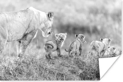 Produktbild von MuchoWow® Poster Löwin mit ihrem Jungen - schwarz und weiß 120x80 cm - Bilder