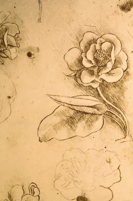 Produktbild von Leonardo Da Vinci Kunstdruck Bild - Blumenstudie, Detail, 1481-1483 (180 x 120 cm)