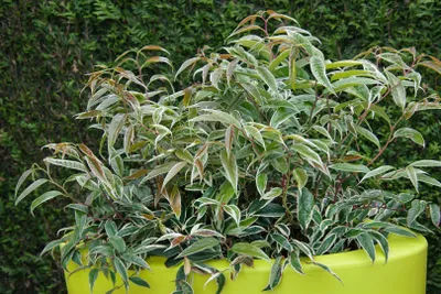 Produktbild von Leucothoe fontanesiana 'Whitewater', Traubenheide, weiß-grün, 30–40 cm