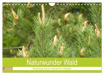 Produktbild von Naturwunder Wald (Wandkalender 2026 DIN A4 quer), CALVENDO Monatskalender