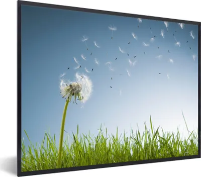 Produktbild von MuchoWow® Gerahmtes Poster Löwenzahnsamen werden weggeblasen 40x30 cm - Poster mit Schwarzem Bilderrahmen Wandposter Rahmen Foto Bilder - Kunstposter - Wanddekorationen
