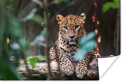 Produktbild von MuchoWow® Poster Panther - Dschungel - Tiere 90x60 cm - Schlafzimmer