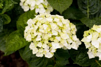 Produktbild von Hydrangea 'Endless Summer' THE BRIDE, Hortensie, weiß, 30–40 cm