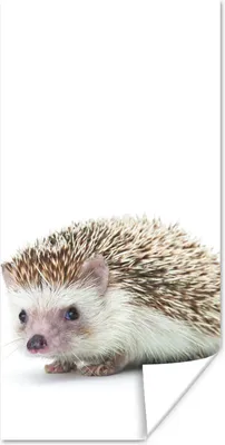 Produktbild von MuchoWow® Poster Igel - Tiere - Weiß 60x120 cm - Wandschmuck