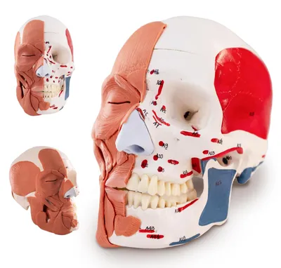 Schädelmodell 1:1 mit Gesichtsmuskeln, anatomisches Lehrmodell