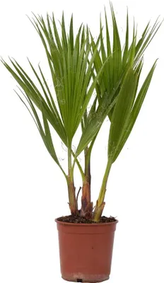Produktbild von Mexikanische Fächerpalme - Washingtonia robusta - Höhe 50-60cm - ⌀15cm
