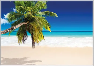Produktbild von Wallario Wandbild Südseestrand in der Karibik mit Palme, Größe: 70,30 x 100,30 cm, Poster mit weißem Kunststoffrahmen