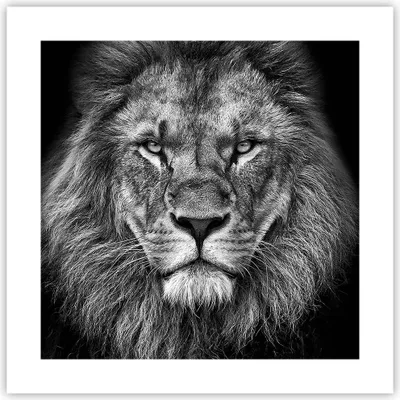 Produktbild von Poster - Poster ohne Rahmen - Porträt Löwe Schwarzweiß - 40x40 cm - Wand Bild - Wanddeko - Wandbilder - Kunstposter - Wandposter - Bilder - Kunstdruck - Wanddekoration - Wandbild - P2XAC40x40-4494
