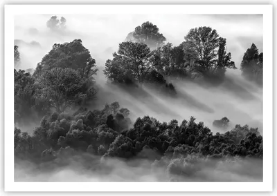 Produktbild von Poster - Poster ohne Rahmen - Schwarzweiß Bäume Nebel - 100x70 cm - Wand Bild - Wanddeko - Wandbilder - Kunstposter - Wandposter - Bilder - Kunstdruck - Wanddekoration - Wandbild - P2XAA100x70-4510