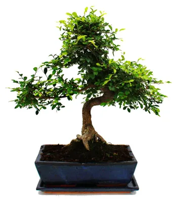 Produktbild von Bonsai - Ulmus parviflora - ca. 12-15 Jahre - 30cm Schale - Geschenkset mit Dünger und Schere