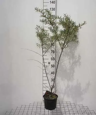 Produktbild von Hippophae rhamnoides - Sanddorn  60- 80 cm Container