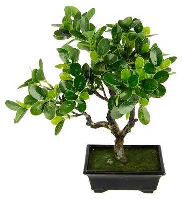 Künstlicher Bonsai-Baum in Schale, 35x28x13 cm, grün