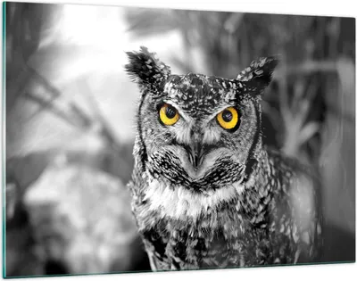 Produktbild von Bilder auf glas - Eule Vogel Natur - 120x80cm - Glasbilder - Wandbilder - Kunstdruck - zum Aufhängen bereit - Wanddekoration aus Glas - Glas Bilder - Wandbild auf Glas - Einteilig - GAA120x80-1318