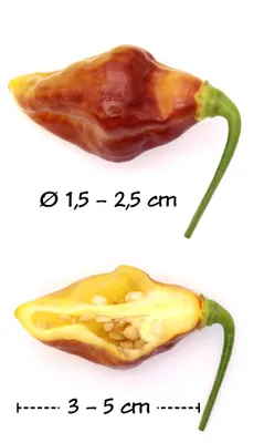 Artikelbild 8 von 'Chilipflanze Bolivian Bumpy' aus der Kategorie Chilipflanzen