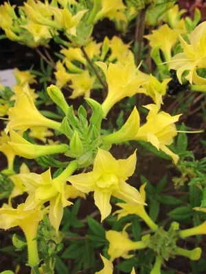Produktbild von Rhododendron mixtum Narcissiflora - sommergrüne Azalee Narcissiflora
