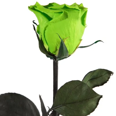 Immagine prodotto di Rosemarie Schulz, rosa eterna conservata, colore verde, altezza 45-50 cm