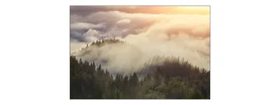 Produktbild von Muralo Fototapete Wald im Nebel 90 (B) x 60 (H) cm Vlies Tapete Wandtapeten Bäume Wohnzimmer Schlafzimmer moderne Wandbilder XXL Landschaft Panorama Wand Dekoration