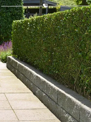 Produktbild von Wintergrüner Liguster Atrovirens 125-150 cm Wurzelnackt, 130x Heckenpflanze